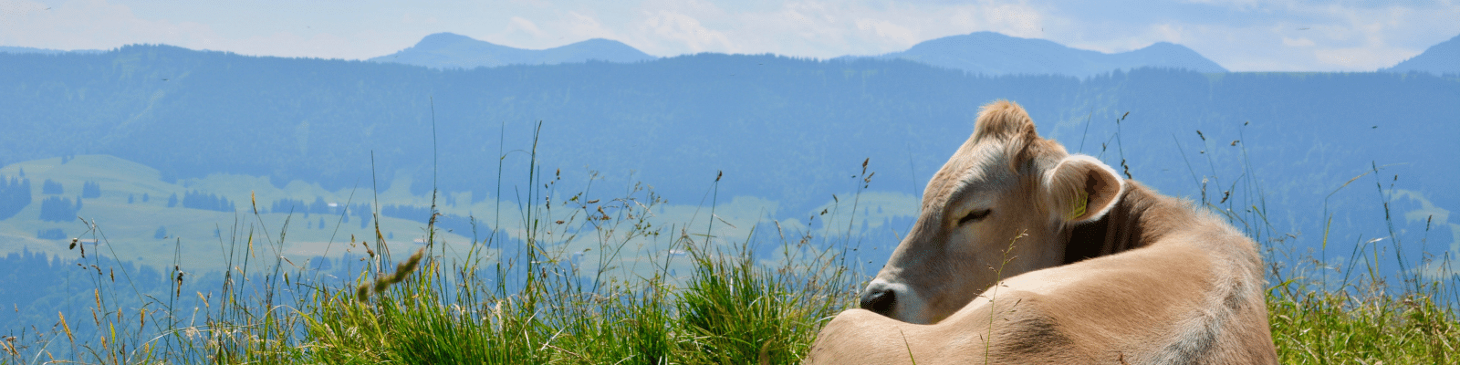 Urlaub im Allgäu